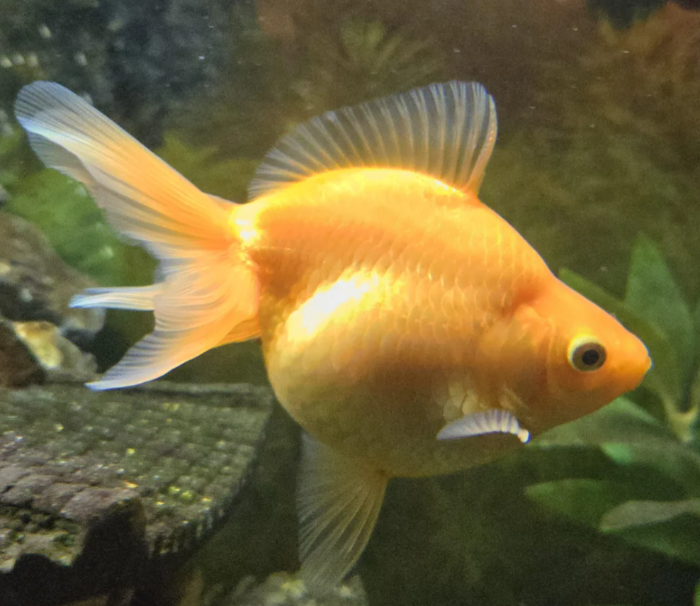 Ryukin Gold Fish